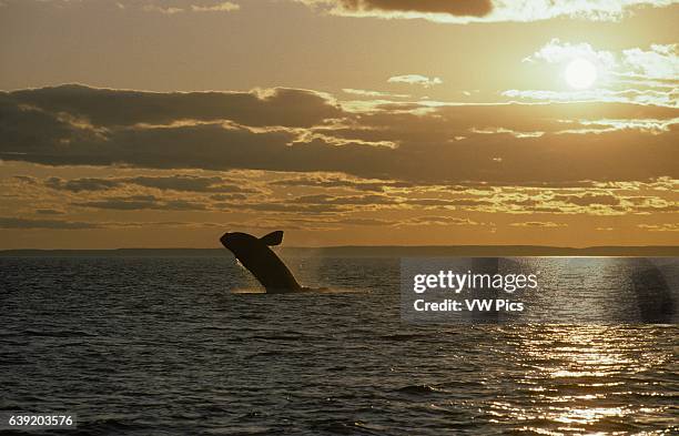 Northern Right whale.Eubalaena glacialis.Breaching at sunset, off Grand Manan Island. Bay of Fundy, New Brunswick, Canada.