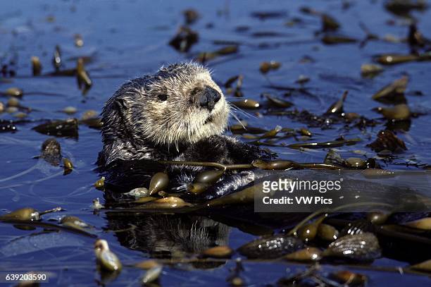 Sea otter resting in kelp bed.Enhydra lutris.Monterey Bay, California, Pacific Ocean.