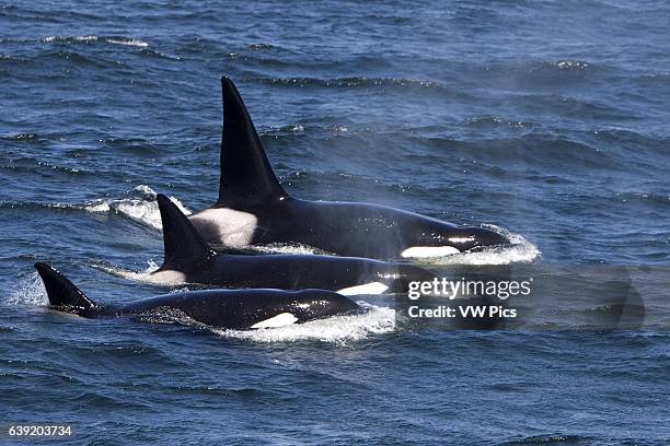 Killer whales, Transient type.Orcinus orca.Photographed in Monterey Bay, California, USA, Pacific Ocean. April 2008.