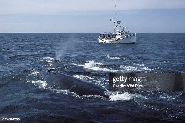 Northern Right whale.Eubalaena glacialis.Watching Northern right whales in the Bay of Fundy, New Brunswick, Canada.