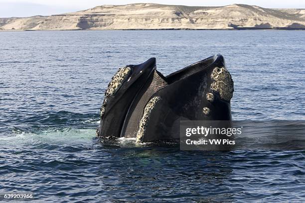 Southern Right Whale.Eubalaena australis.Standing vertically in the water with mouth partly open, showing baleen plates .Valdes Peninsula, Province...