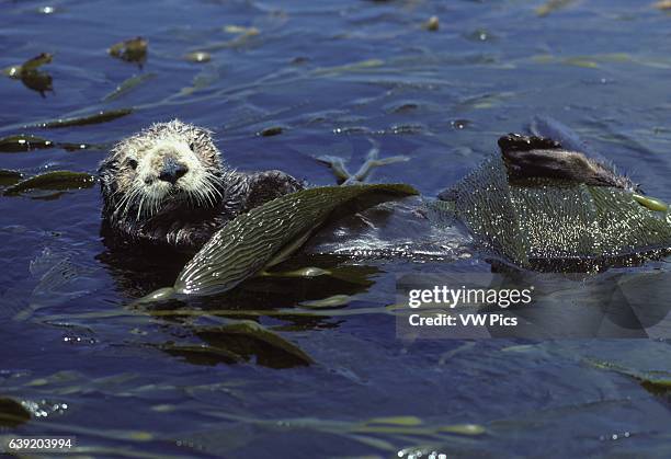 Kelp Bed Photos And Premium High Res Pictures Getty Images kelp-bed-photos-and-premium-high-res-pictures-getty-images