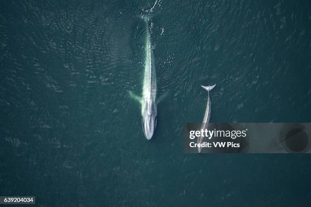 Blue whale, mother and calf.Balaenoptera musculus.Gulf of California , Mexico.