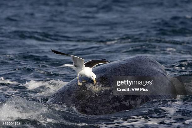 Southern Right whale.Eubalaena australis.Kelp gull picking on a whale's back, feeding on skin and blubber. Once the gulls have created a wound, they...
