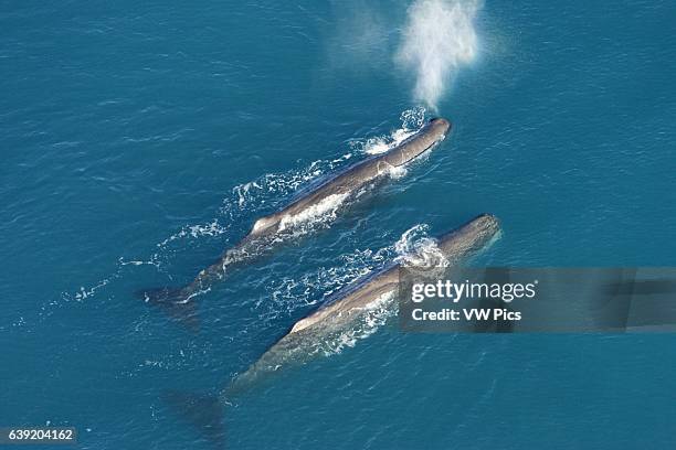 Sperm whale.Physeter macrocephalus.Aerial view of two adult male sperm whales. Off Kaikoura, New Zealand.