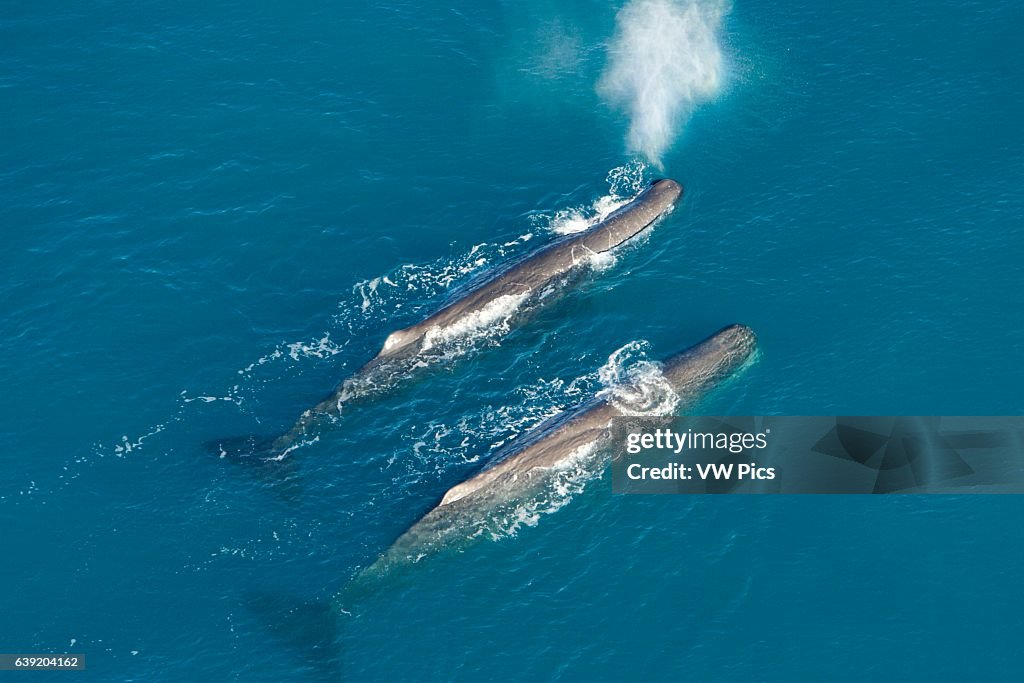 Sperm whale