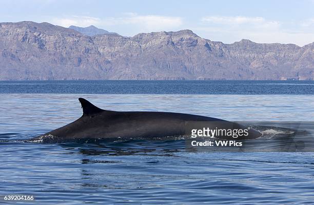 Fin whale.Balaenoptera physalus.Gulf of California , Mexico.