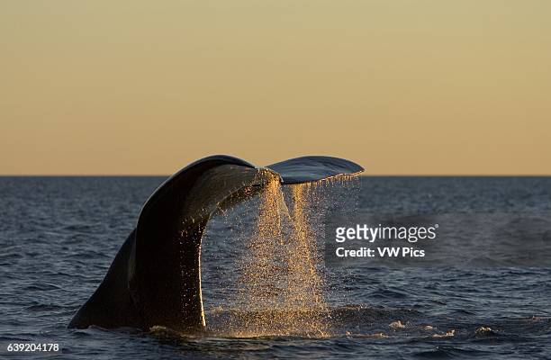 Southern Right Whale.Eubalaena australis.Tail flukes, at sunset.Valdes Peninsula, Province Chubut, Patagonia, Argentina.