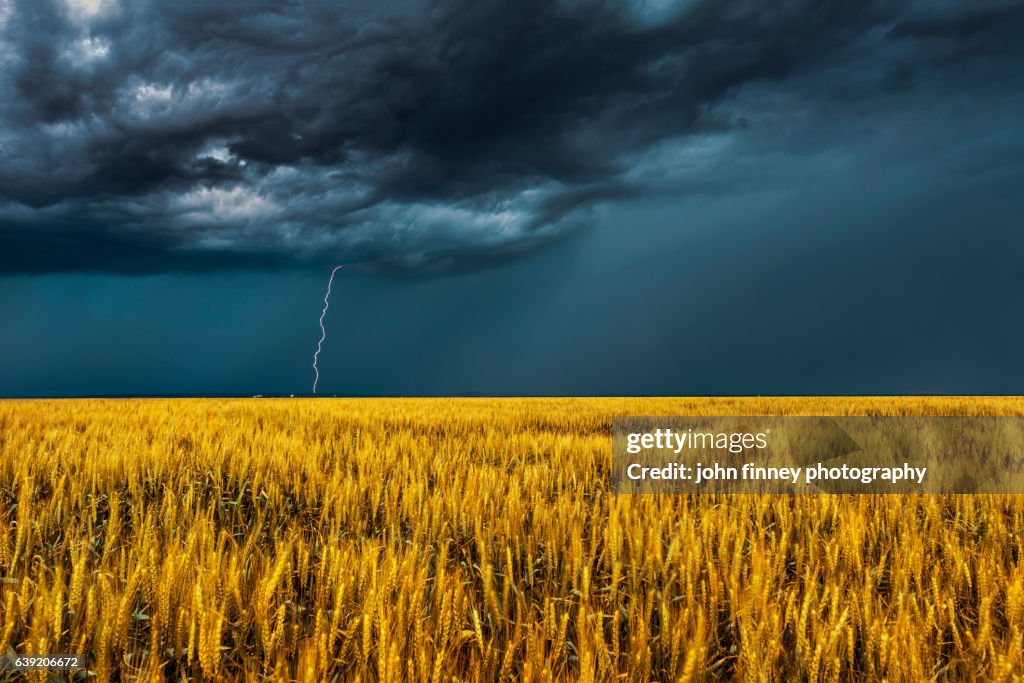 Lightning over golden crops. Stunning sky's over Colorado. USA