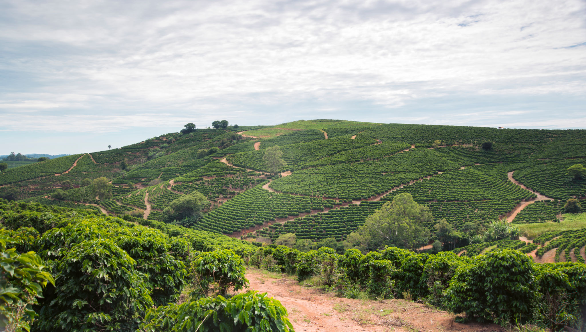 coffee farm