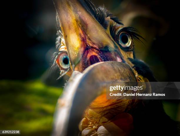 southern ground hornbill close up with open beak - bird cry stock pictures, royalty-free photos & images