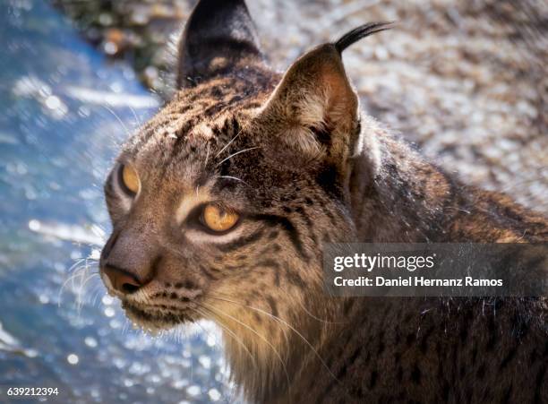 close up of an iberian lynx head front view. lynx pardinus - lince ibérico imagens e fotografias de stock