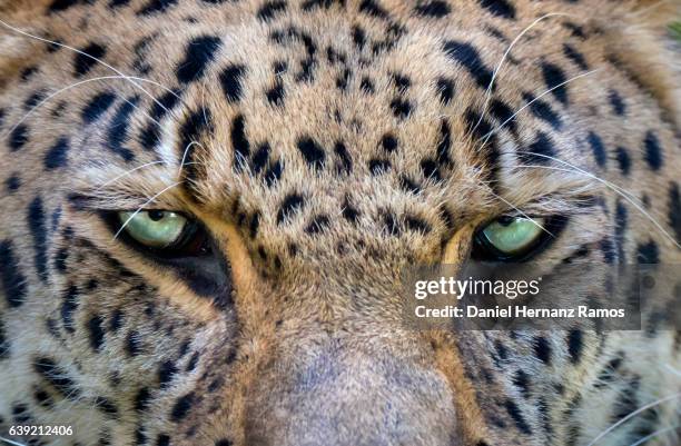 leopard face detail close up face to face. animal headshot. panthera pardus - animal eye stock-fotos und bilder