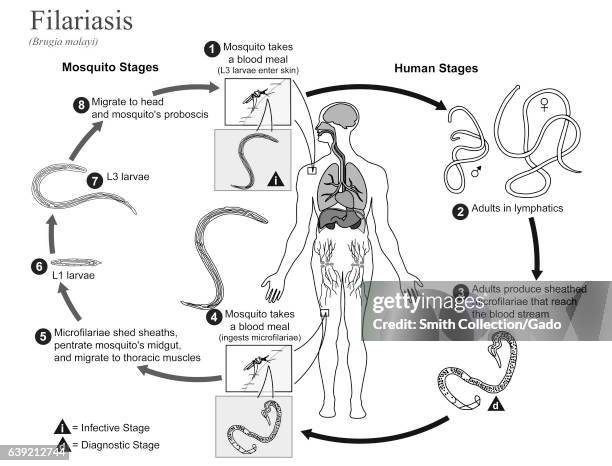 Illustrated diagram showing the life cycle of Brugia Malayi, the causal agent of Filariasis, 2002. Image courtesy CDC/Alexander J. Da Silva,...