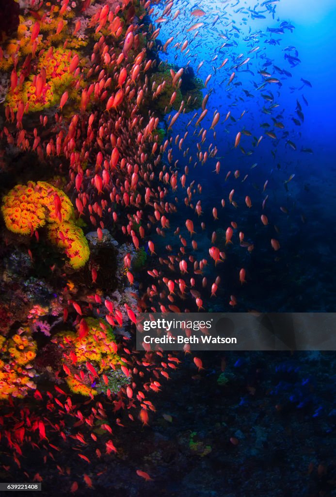 Underwater ocean scene with colorful orange anthia fish and beautiful soft corals