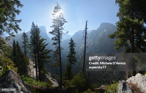 amid giant trees and mighty mountains. - high sierra trail stock pictures, royalty-free photos & images