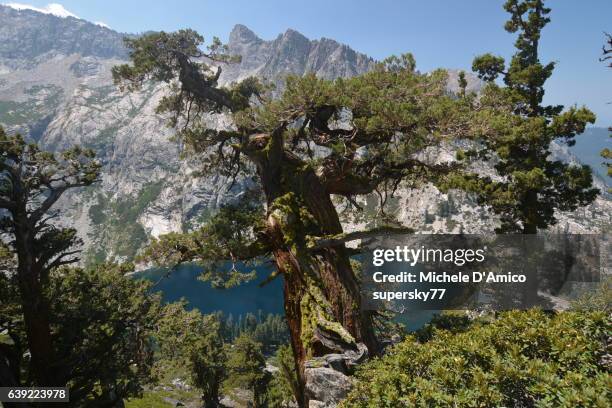 the ancient juniper and lake hamilton. - high sierra trail stock pictures, royalty-free photos & images