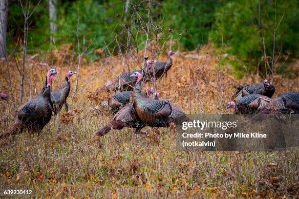 2,156 Turkeys Field Stock Photos, High-Res Pictures, and Images - Getty ...