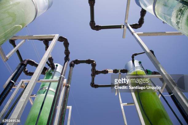 bioreactors filled with green algae fixing co2 - carbon capture stock pictures, royalty-free photos & images