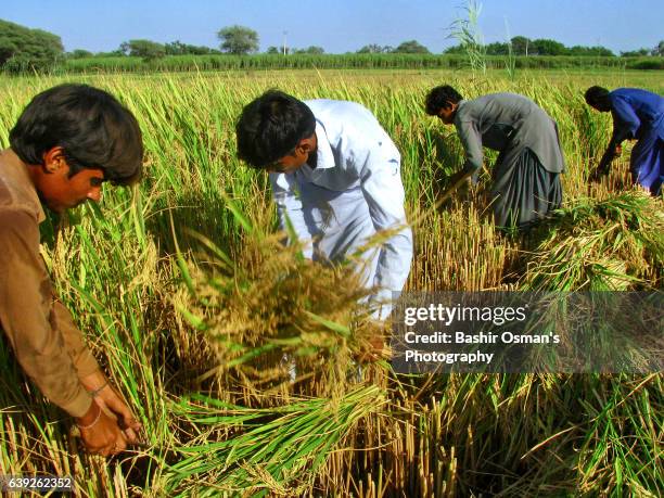 Hay Common Rice 89 Husk Of Hay Stock Photos, High-Res Pictures, and Images - Getty Images