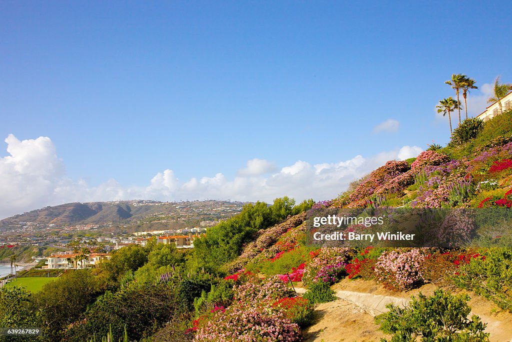 Lush hillside with flowers, Laguna Niguel, CA