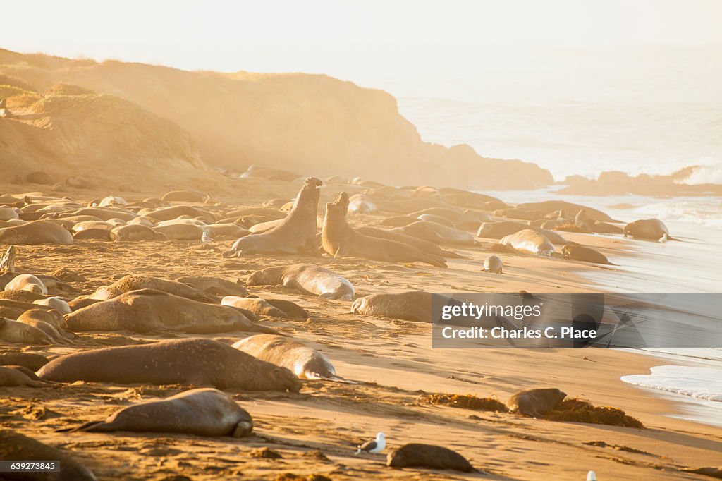 Male elephant seals fight over territory