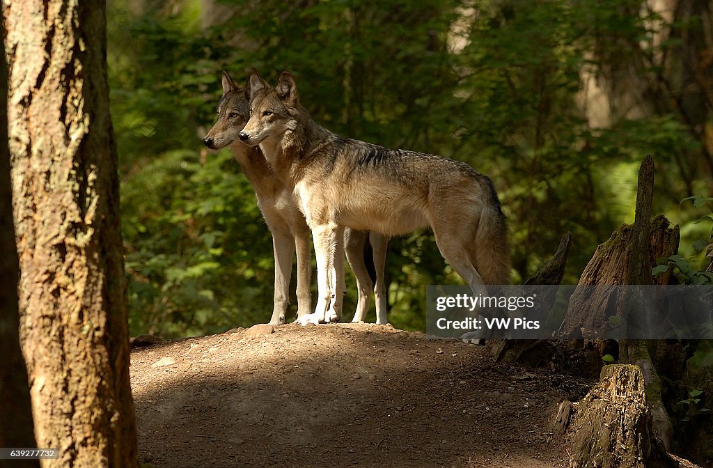 Wolf Juveniles