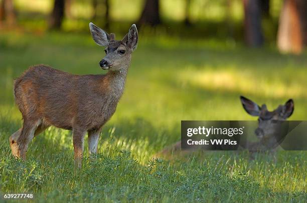 Mule Deer at Sunset in Spring, Black-tailed Deer, Odocoileus hemionus, Wawona Meadow, Yosemite National Park.