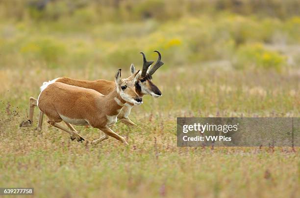 Pronghorn Male and Female Running, North Entrance, Yellowstone National Park, Gardiner, Montana.