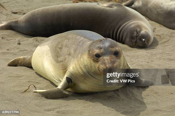 Elephant Seal Young Female, Close Portrait, Northern Elephant Seal, Piedras Blancas Rookery, San Simeon, California.