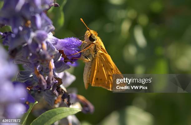 Fiery Skipper on Mexican Bush Sage, Hylephila phyleus, Salvia leucantha, Southern California.