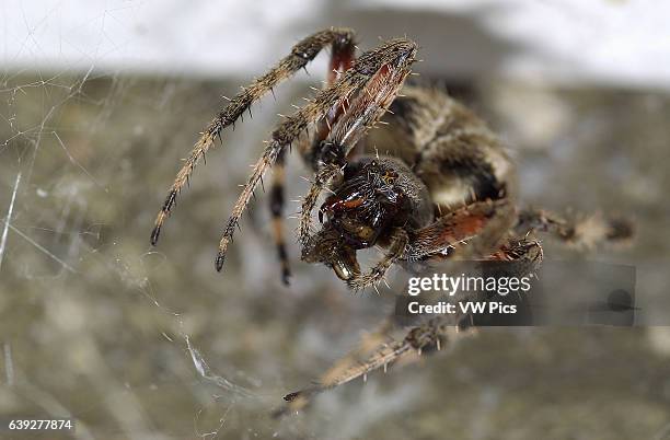 Orbweaver Spider with Prey, Cross orbweaver female, Southern California.