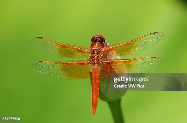 Dragonfly on Lotus, Flame Skimmer female, Libellula saturata, Echo Park, Los Angeles, California.