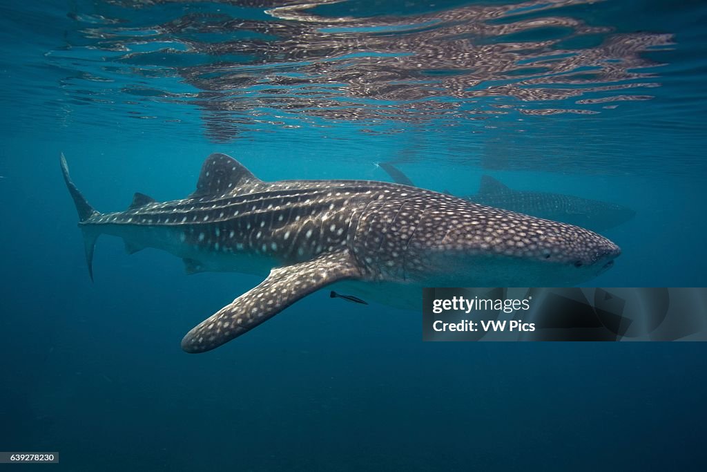 Whale sharks in the Bohol Sea, Philippines