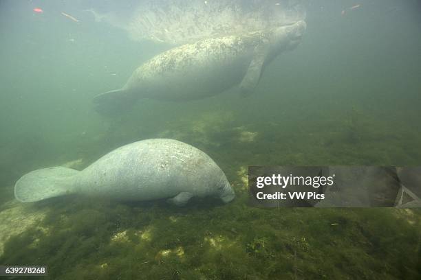 West Indian Manatee calf feeding in Kings Bay, Crystal River, Florida while it's mum goes up for a breath. The manatees love the warmer waters of the...