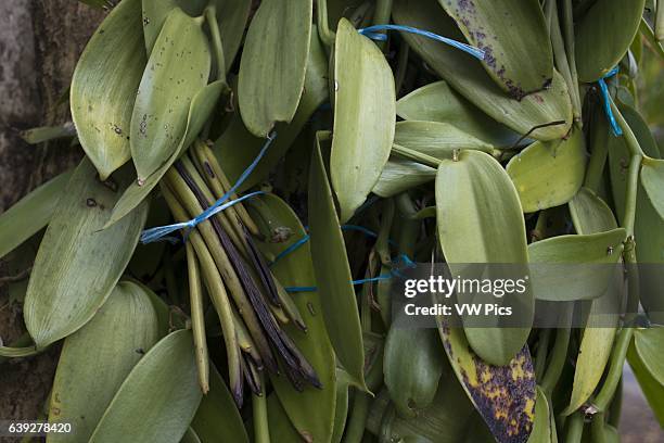 Cultivated fields with vanilla. The vanilla is part of the heritage of Reunion Island. In fact, part of his shield. It appears quocumque FERAR...