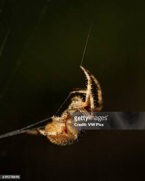 Orbweaver Spider, Cross orbweaver female, Descanso Gardens, Southern California.