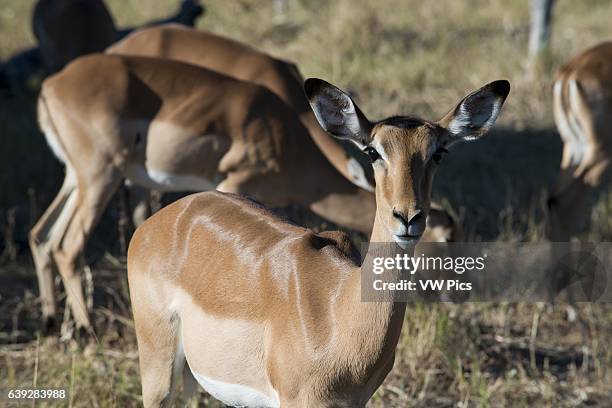 Grant gazelles graze and feed near Camp Khwai River Lodge by Orient Express in Botswana, within the Moremi Game Reserve Wild. Grant 's gazelle is a...