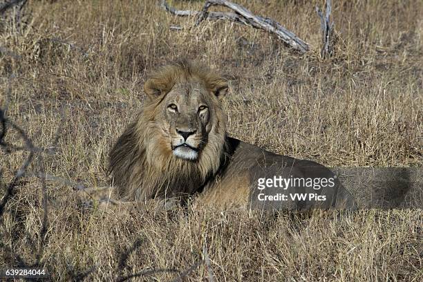 Lion lying peacefully in ls savannah camp near Savute Elephant Camp by Orient Express in Botswana in the Chobe National Park. The five major...