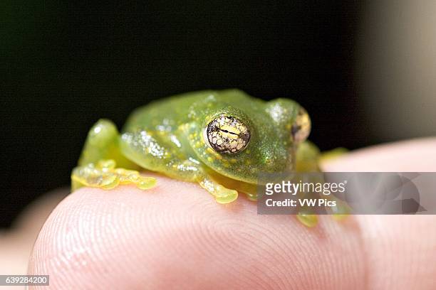 Glass Frog on index finger of person, Monteverde, Puntarenas, Costa Rica.