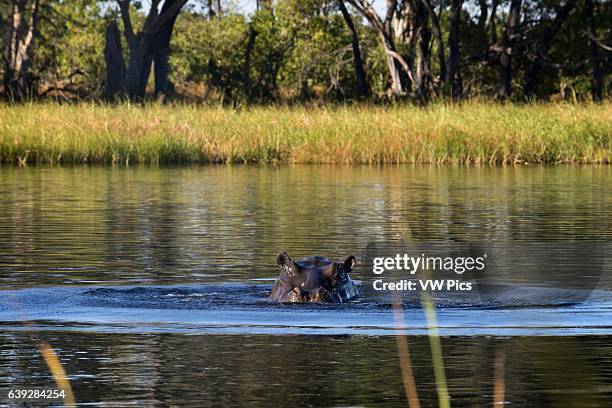 In the Okavango Delta inhabit lot of hippos, visible during the aquatic safari camp in Eagle Island Camp by Orient Express,outside the Moremi Game...