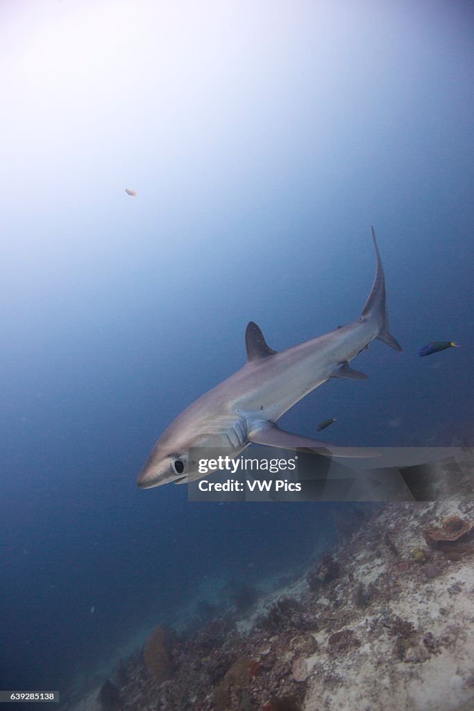 Pelagic thresher shark (Alopias pelagicus) at Monad Shoal, Philippines