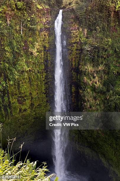 Akaka waterfall at Akaka Falls State Park. Big Island. Hawaii. At Akaka Falls State Park, located along the northeastern Hamakua Coast, you can see...