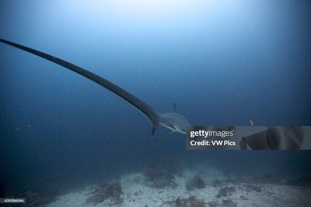 Pelagic thresher shark (Alopias pelagicus) at Monad Shoal, Philippines