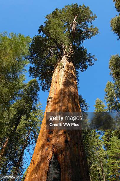General Sherman Tree, World's Largest Tree by Volume, Giant Sequoia, Sequoiadendron giganteum, Giant Forest, Sequoia National Park.