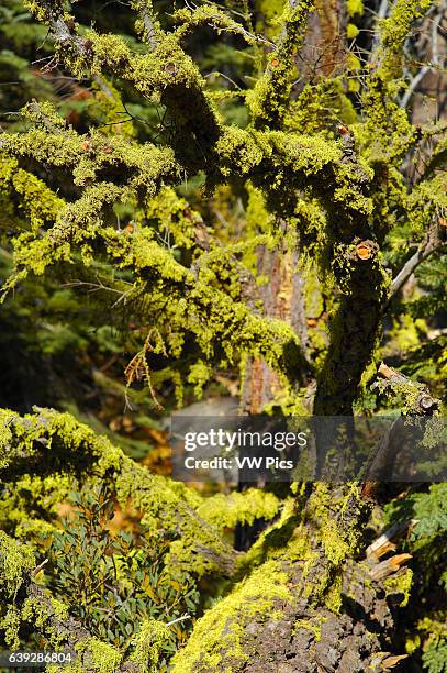 Wolf Lichen on Red Fir, Letharia vulpina, Abies magnifica, Taft Point Trail, Yosemite National Park.