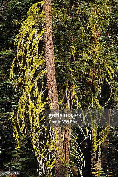 Wolf Lichen on Red Fir, Letharia vulpina, Abies magnifica, Taft Point Trail, Yosemite National Park.