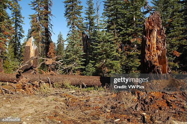 Forest Scene, Red Fir and Lodgepole Pine Stumps, Abies magnifica, Pinus contorta, Taft Point Trail, Yosemite National Park.