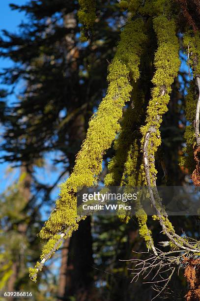 Wolf Lichen on Red Fir, Letharia vulpina, Abies magnifica, Taft Point Trail, Yosemite National Park.