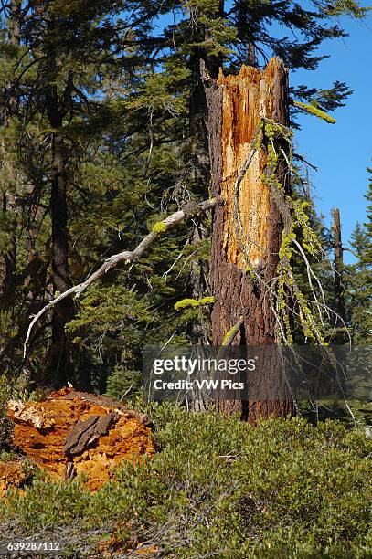 Forest Scene, Wolf Lichen on Red Fir Stump, Letharia vulpina, Abies magnifica, Taft Point Trail, Yosemite National Park.